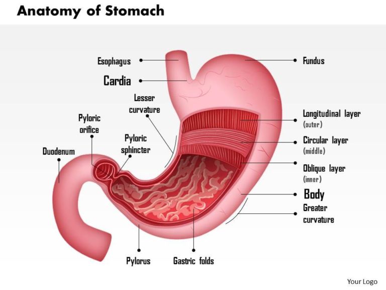 Cancer Stomach Surgery Symptoms, Diagnosis, Treatment ELCE
